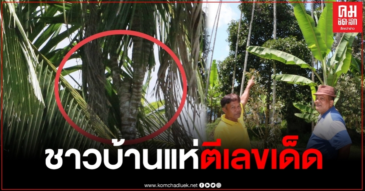ฮือฮา พบหมากอายุกว่า 40 ปี มี 3 ยอด คอหวยไม่พลาดแห่ตีเลขเด็ด ฮือฮา พบหมากอายุกว่า 40 ปี มี 3 ยอด คอหวยไม่พลาดแห่ตีเลขเด็ด