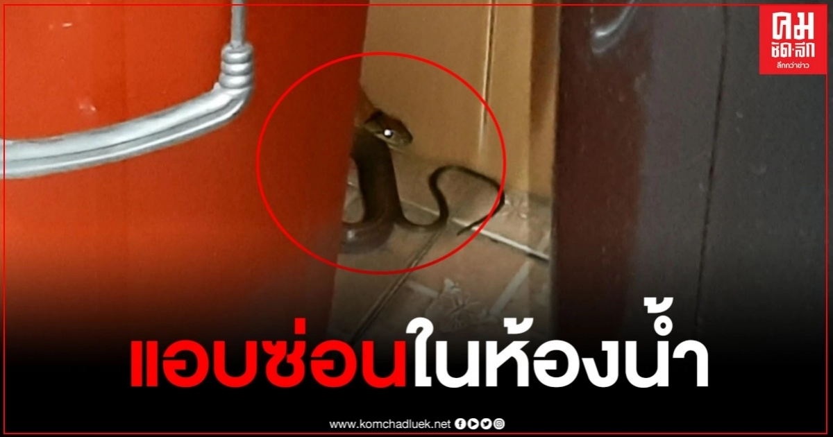 พนง.สาว ร้านขายเคมีเกษตร ตกใจกรี๊ดลั่น หลังพบงูยาว 1 เมตร อยู่ในห้องน้ำ พนง.สาว ร้านขายเคมีเกษตร ตกใจกรี๊ดลั่น หลังพบงูยาว 1 เมตร อยู่ในห้องน้ำ