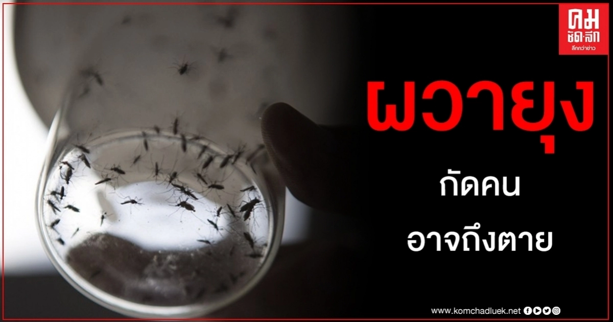 เทลอาวีฟพบยุงพาหะไวรัสเวสต์ไนล์ ผวาโดนกัดเชื้อลุกลามสมองถูกทำลาย อัมพาต - เสียชีวิต เทลอาวีฟพบยุงพาหะไวรัสเวสต์ไนล์ ผวาโดนกัดเชื้อลุกลามสมองถูกทำลาย อัมพาต - เสียชีวิต