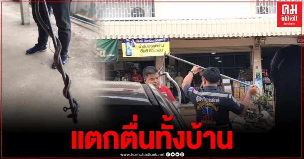 กรี๊ดลั่นบ้านงูเลื้อยซุกหลังเตาเแก๊ส แจ้งกู้ภัยจับปล่อยคืนสู่ธรรมชาติ กรี๊ดลั่นบ้านงูเลื้อยซุกหลังเตาเแก๊ส แจ้งกู้ภัยจับปล่อยคืนสู่ธรรมชาติ
