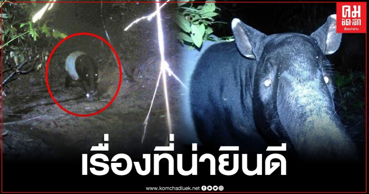 อุทยานแห่งชาติลำคลองงู พบสมเสร็จเพิ่มจำนวน 1 ตัว อุทยานแห่งชาติลำคลองงู พบสมเสร็จเพิ่มจำนวน 1 ตัว