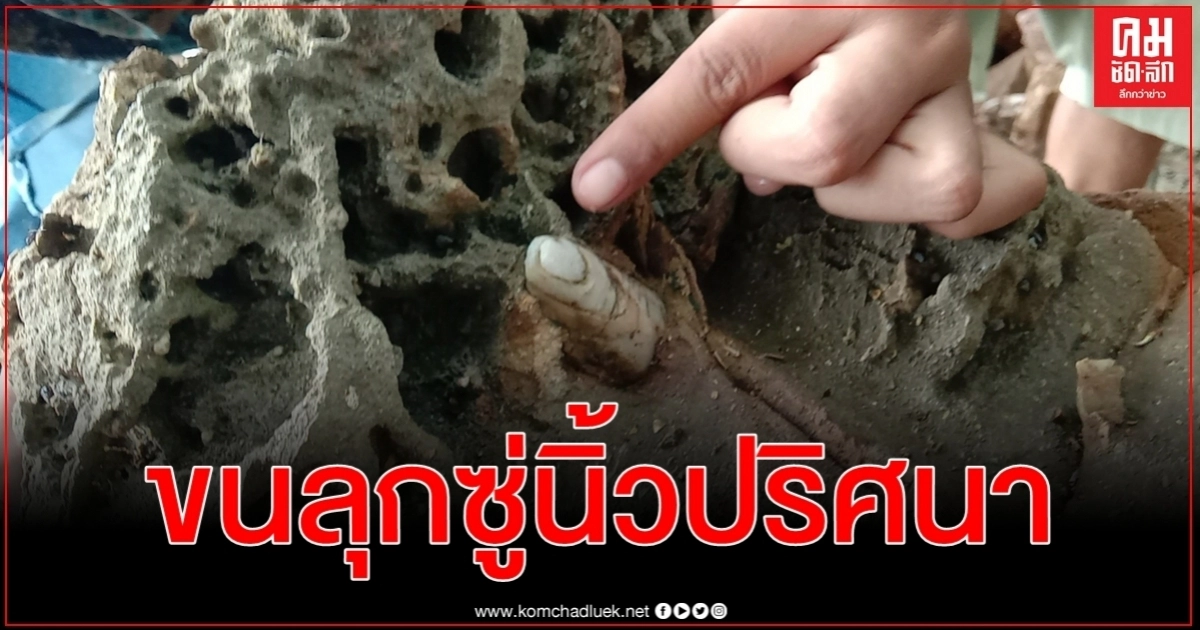 คลิปขนลุกซู่นิ้วมือปริศนาโผล่โขดหินริมทะเลพังงารอผู้เชี่ยวชาญตรวจสอบอีกครั้ง คลิปขนลุกซู่นิ้วมือปริศนาโผล่โขดหินริมทะเลพังงารอผู้เชี่ยวชาญตรวจสอบอีกครั้ง