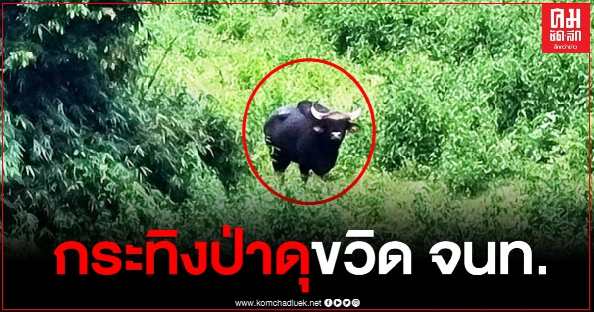 จนท. อุทยานแก่งกระจาน ถูกกระทิงป่า ขวิดบาดเจ็บ จนท. อุทยานแก่งกระจาน ถูกกระทิงป่า ขวิดบาดเจ็บ