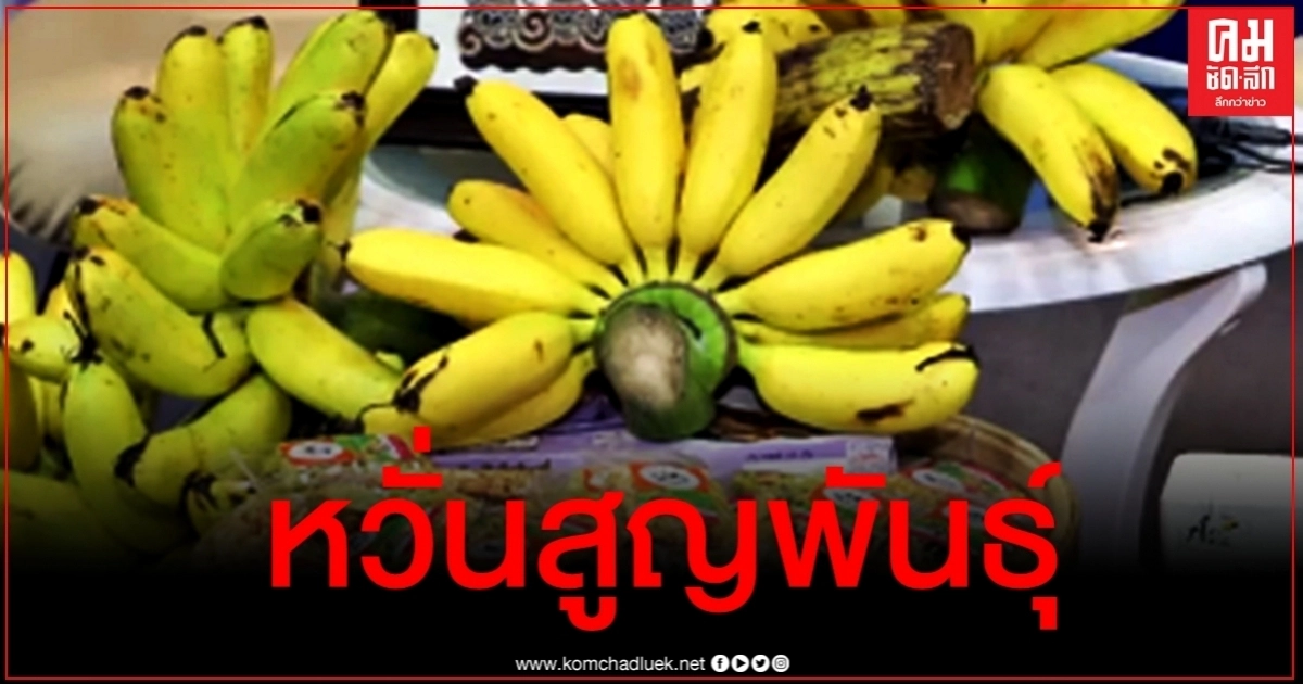 หวั่นสูญพันธุ์ ผู้ว่าฯกำแพงเพชรชงงบ 50 ล้าน ผลักดันเพิ่มพื้นที่ปลูกกล้วยไข่