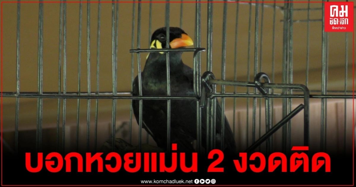 เจ้าขุนทองพารวย ใบ้หวยแม่น 2 งวดติด รอบนี้คอหวยไม่พลาดตะโกนถามเลขดังๆ บอกมาเสียงชัดแจ๋ว