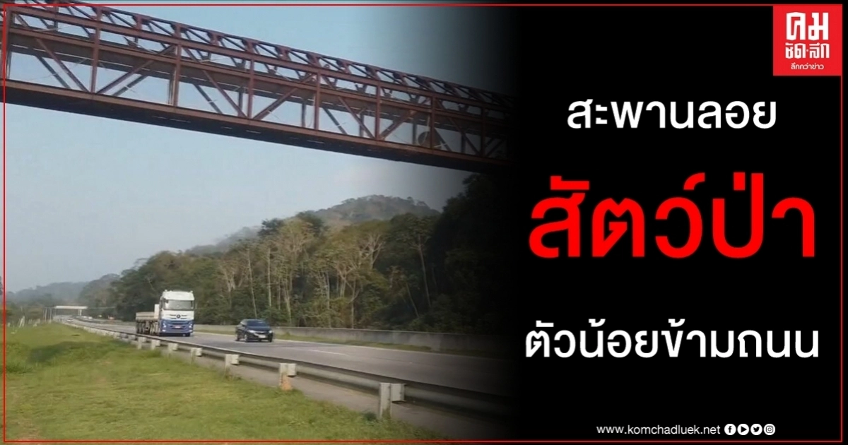 ชมคลิปดีต่อใจบราซิลผุดสะพานลอยฟ้าช่วยเพื่อนตัวน้อยข้ามถนนปลอดภัย ชมคลิปดีต่อใจบราซิลผุดสะพานลอยฟ้าช่วยเพื่อนตัวน้อยข้ามถนนปลอดภัย