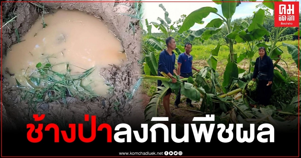 ช้างป่าภูวัวลงมาหากินทำลายพืชผล ทางการเกษตรเสียหาย