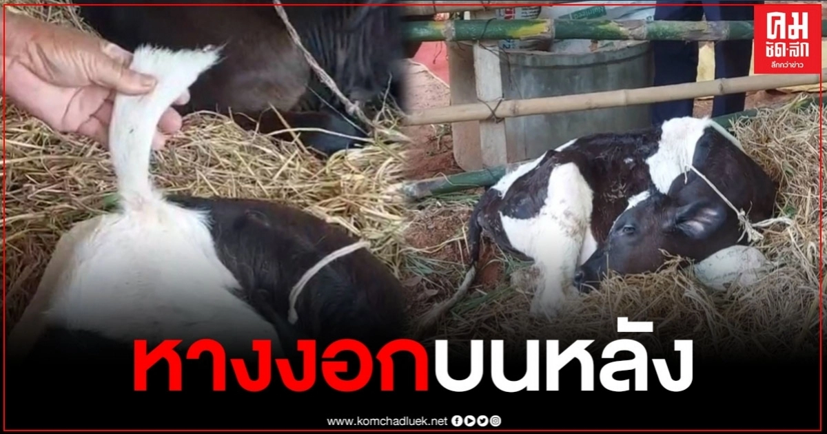 สุดแปลก วัวมี 2 หาง เจ้าของเชื่อเป็นวัวมงคลและให้โชคลาภ จึงนำมาถวายไว้ที่วัด สุดแปลก วัวมี 2 หาง เจ้าของเชื่อเป็นวัวมงคลและให้โชคลาภ จึงนำมาถวายไว้ที่วัด