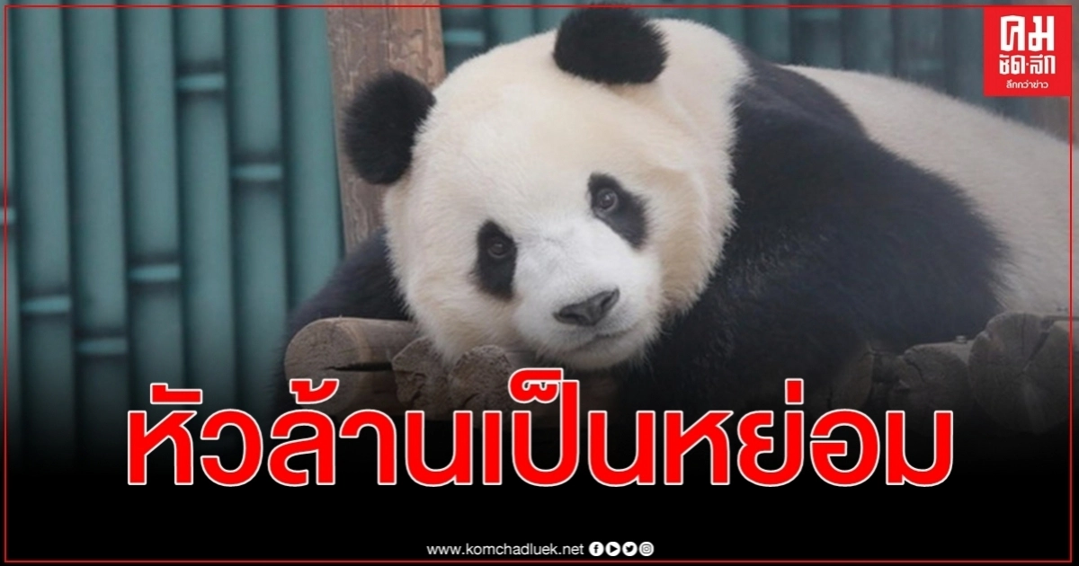 ประเด็นร้อนโลกออนไลน์ ทำไมแพนด้ายักษ์ฝูซิงถึง หัวล้าน สวนสัตว์ปักกิ่งไขข้อกังวลใจ ประเด็นร้อนโลกออนไลน์ ทำไมแพนด้ายักษ์ฝูซิงถึง หัวล้าน สวนสัตว์ปักกิ่งไขข้อกังวลใจ