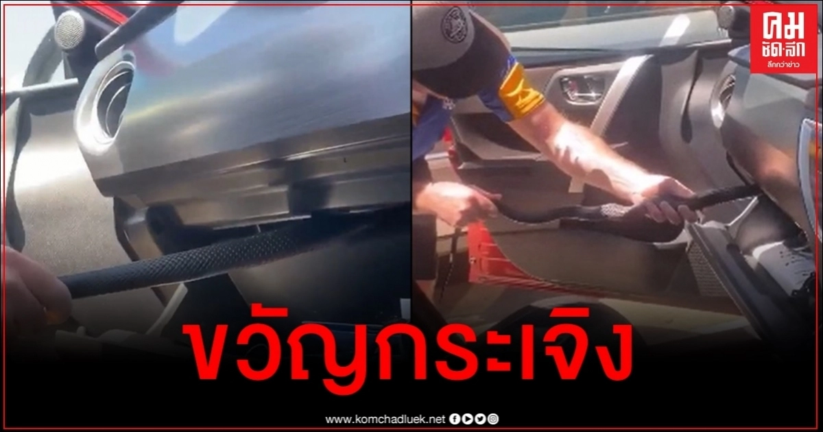 ผวาสุดขีด ขับรถอยู่ เหลือบเห็นงูเห่าดำท้องแดงโผล่ช่องเก็บของ ผวาสุดขีด ขับรถอยู่ เหลือบเห็นงูเห่าดำท้องแดงโผล่ช่องเก็บของ