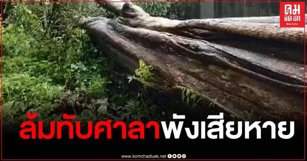 พายุ โนอึล พัดต้นกระบกยักษ์ อายุกว่า 100 ปี ล้มทับศาลาการเปรียญวัดเก่าแก่คู่จังหวัด พังเสียหาย