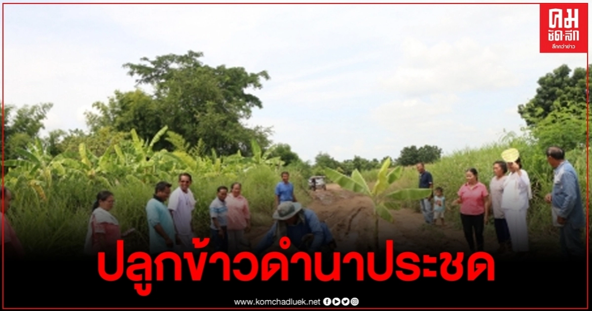 สุดทนชาวบ้านโคราชปลูกข้าวดำนาประชด หลังถนนในหมู่บ้านเละเป็นขี้โคลน