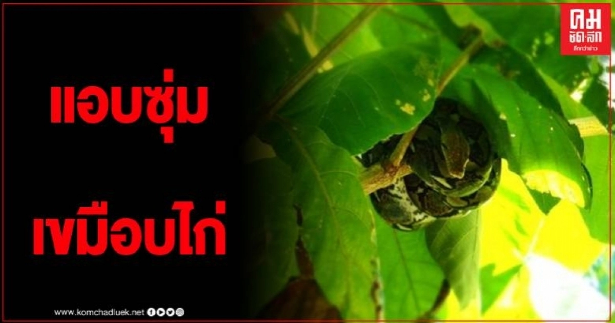 ชาวบ้านสุดระอา แจ้งกู้ภัยจับงูหลาม หลังย่องเขมือบไก่ เผยแอบมากินทุกเดือน ชาวบ้านสุดระอา แจ้งกู้ภัยจับงูหลาม หลังย่องเขมือบไก่ เผยแอบมากินทุกเดือน