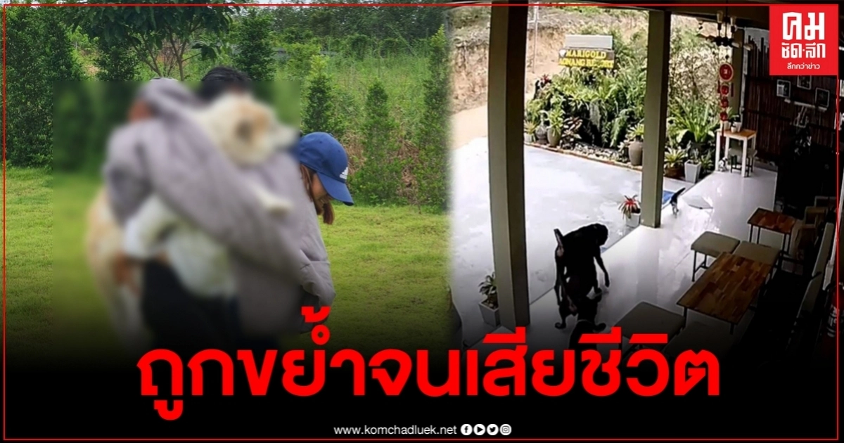 ร็อตไวเลอร์​ รุมขย้ำ สุนัขพันธุ์​บางแก้วแสนรู้ ก่อนพยายามพาร่างกลับมาตายที่บ้าน