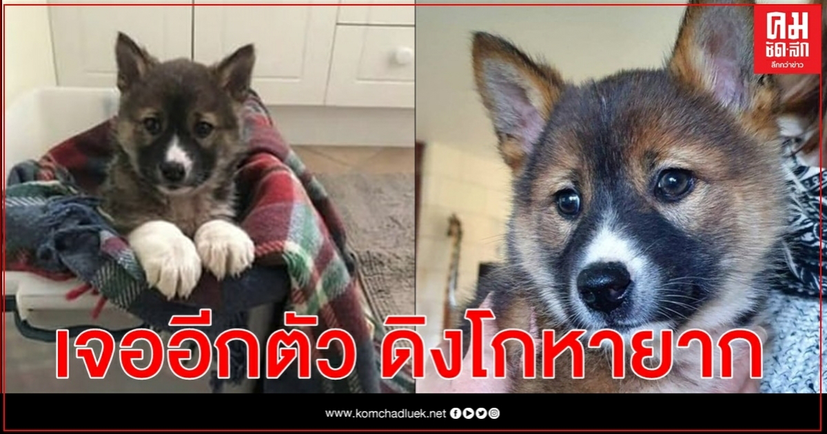 นักอนุรักษ์ออสซี่ได้เฮ เจอหมาป่าดิงโกสายพันธุ์แท้หายากตัวที่สองในหนึ่งปี นักอนุรักษ์ออสซี่ได้เฮ เจอหมาป่าดิงโกสายพันธุ์แท้หายากตัวที่สองในหนึ่งปี