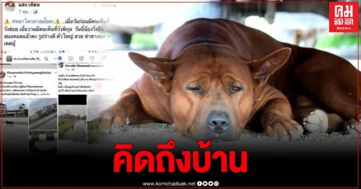 ตามหาเจ้าของ สุนัขพันธุ์ไทยหลังอาน เดินพลัดหลงข้ามจังหวัด หาทางกลับบ้านไม่เจอ ตามหาเจ้าของ สุนัขพันธุ์ไทยหลังอาน เดินพลัดหลงข้ามจังหวัด หาทางกลับบ้านไม่เจอ