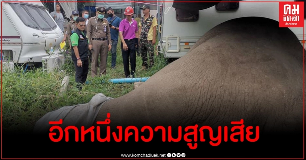 เศร้า ช้างป่าเขาใหญ่ พลายติ่งรู ถูกไฟช็อตตาย เศร้า ช้างป่าเขาใหญ่ พลายติ่งรู ถูกไฟช็อตตาย