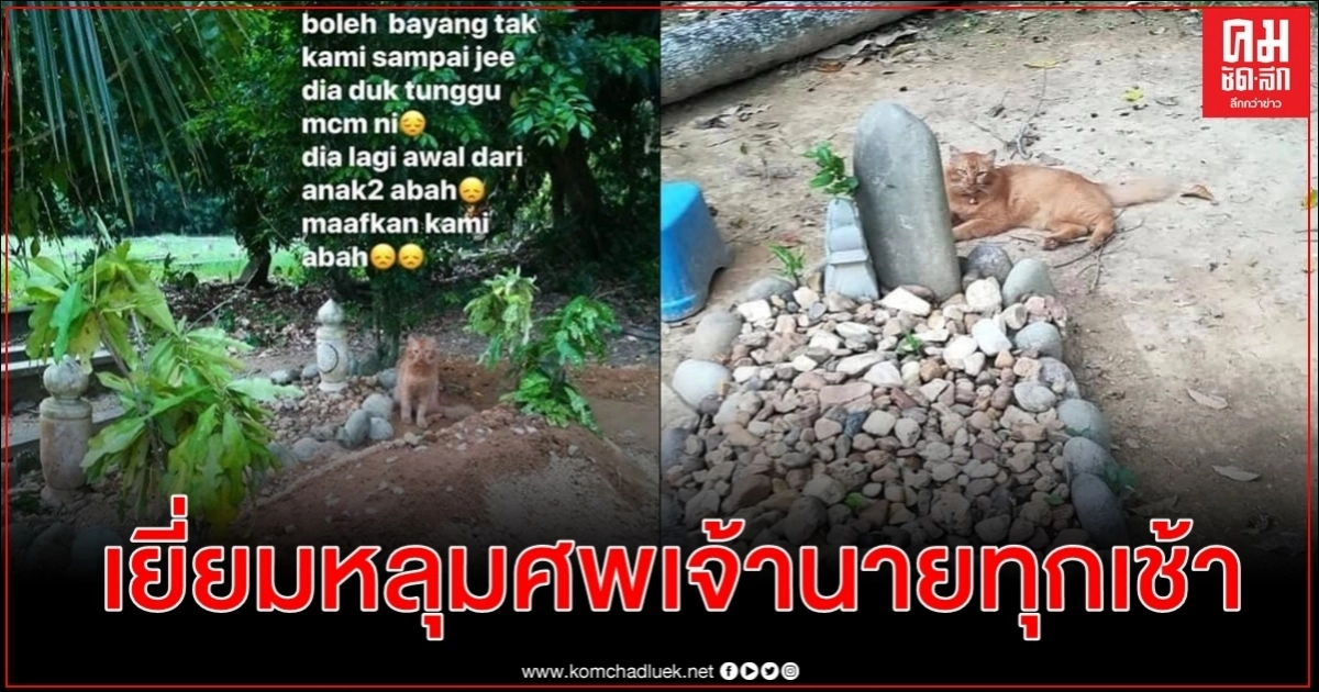  เหมียวมาเลเซียเยี่ยมหลุมศพเจ้าของทุกวันตลอด 2 ปี 