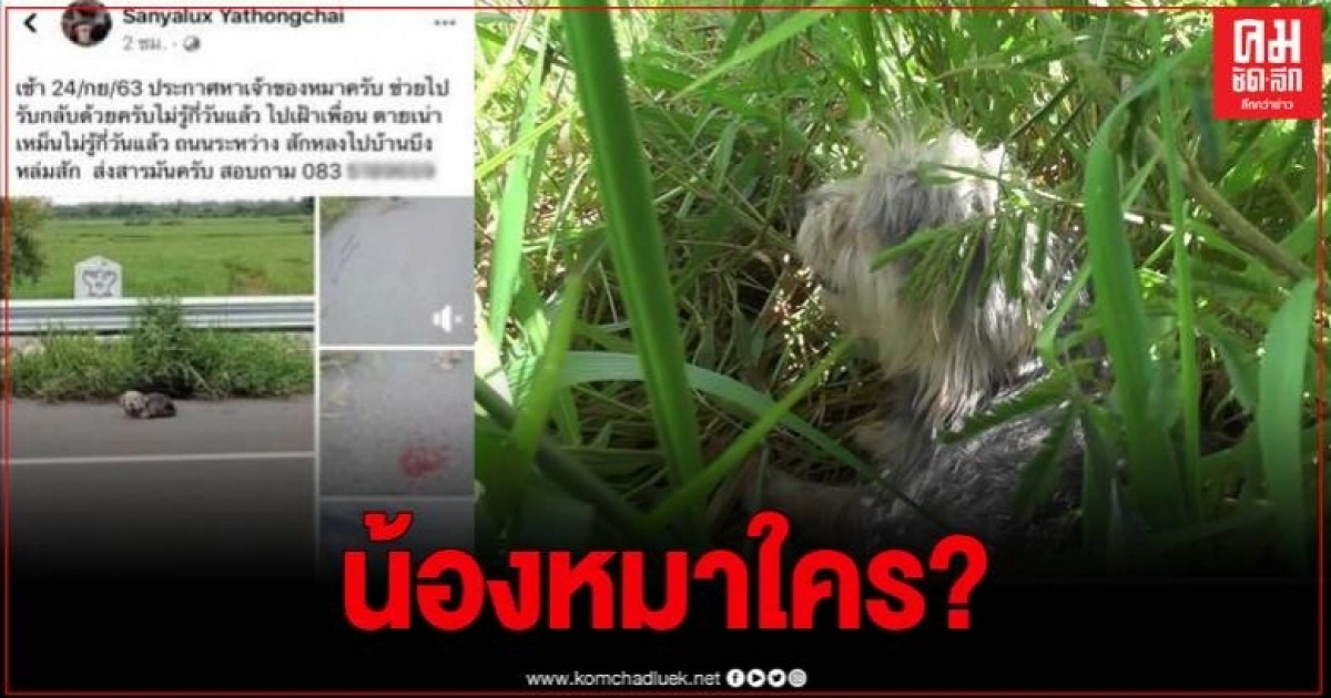 สะเทือนใจ สุนัขนอนเฝ้าซากเพื่อนไม่ยอมห่าง คาดถูกทิ้งหรืออาจพลัดหลง สะเทือนใจ สุนัขนอนเฝ้าซากเพื่อนไม่ยอมห่าง คาดถูกทิ้งหรืออาจพลัดหลง