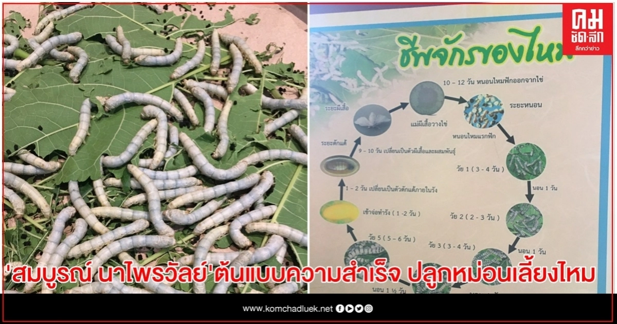 สมบูรณ์ นาไพรวัลย์ เกษตรกรในเขตปฏิรูปที่ดินต้นแบบความสำเร็จ ปลูกหม่อนเลี้ยงไหม  