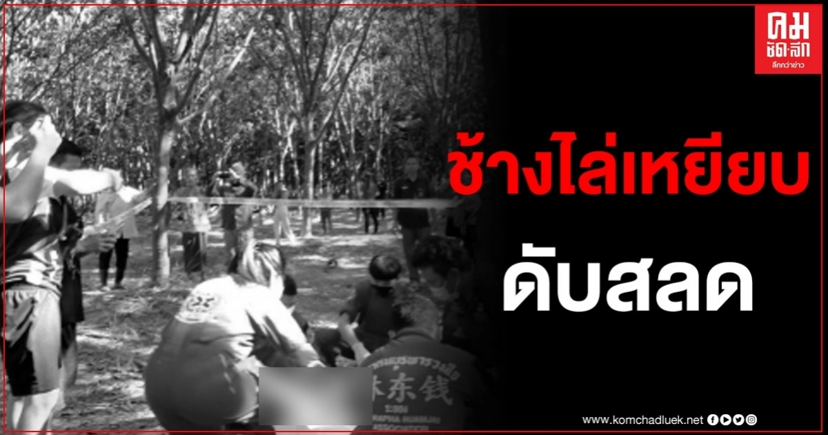 คนกรีดยางเจอช้างป่าไล่เหยียบ วิ่งหนีสุดชีวิต แต่หนีไม่รอดถูกกระทืบหน้าอกเละ ดับสลด 