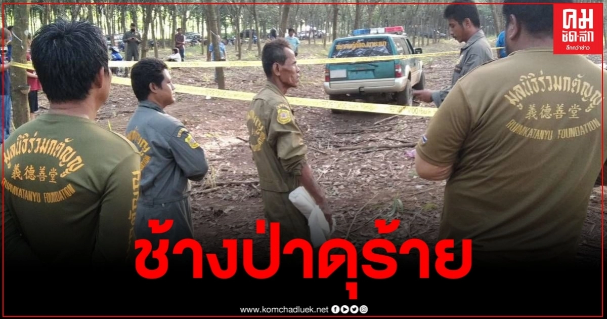 ช้างป่าวังจันทร์ ลงมาสวนยาง เหยียบคนตัดยาง แหลกดับ ช้างป่าวังจันทร์ ลงมาสวนยาง เหยียบคนตัดยาง แหลกดับ