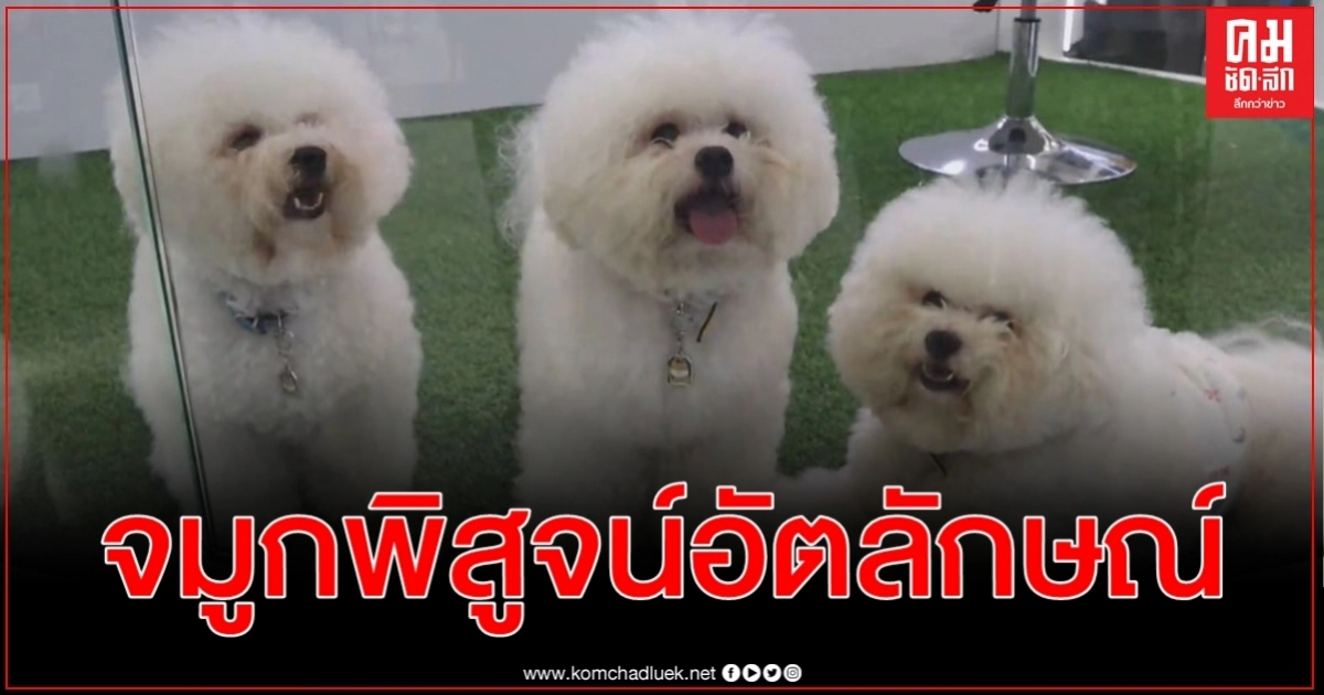 สุดล้ำเทคโนโลยีจดจำลายจมูกพิสูจน์อัตลักษณ์สัตว์เลี้ยงประสบความสำเร็จสูงถึง 99 % สุดล้ำเทคโนโลยีจดจำลายจมูกพิสูจน์อัตลักษณ์สัตว์เลี้ยงประสบความสำเร็จสูงถึง 99 %