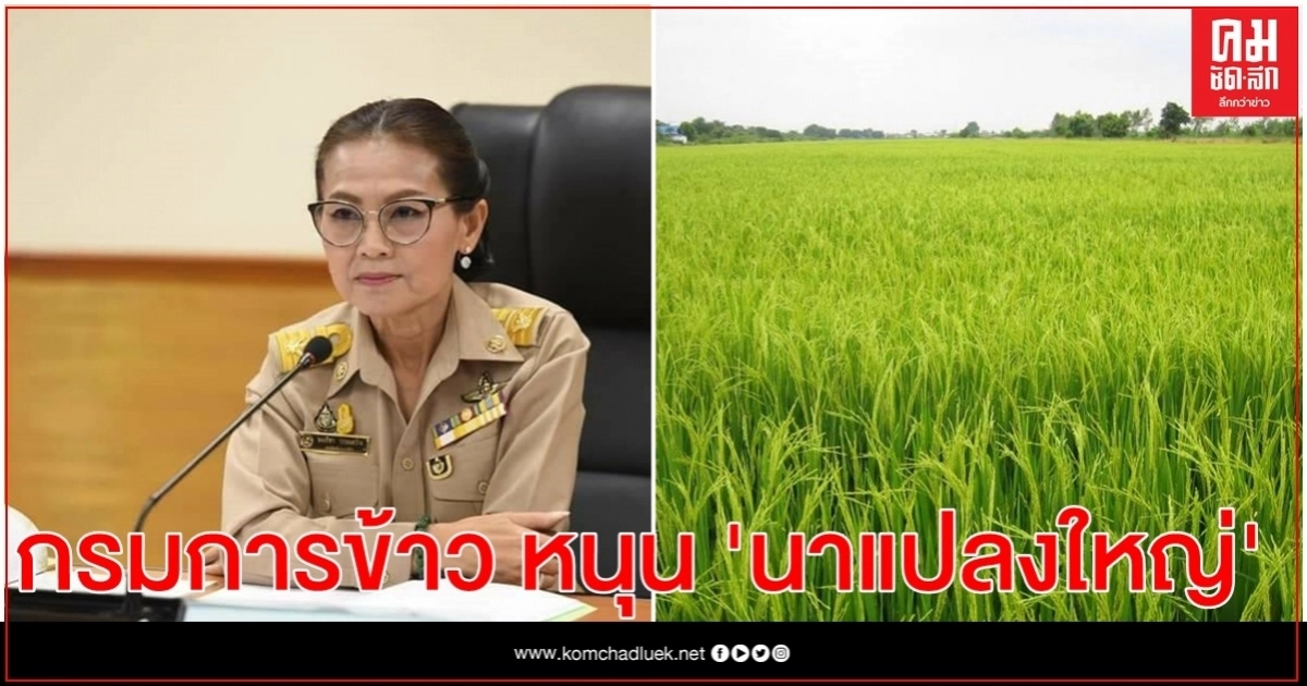 กรมการข้าว หนุน 'นาแปลงใหญ่' นโยบายที่ช่วยเหลือเกษตรกรแบบยั่งยืน