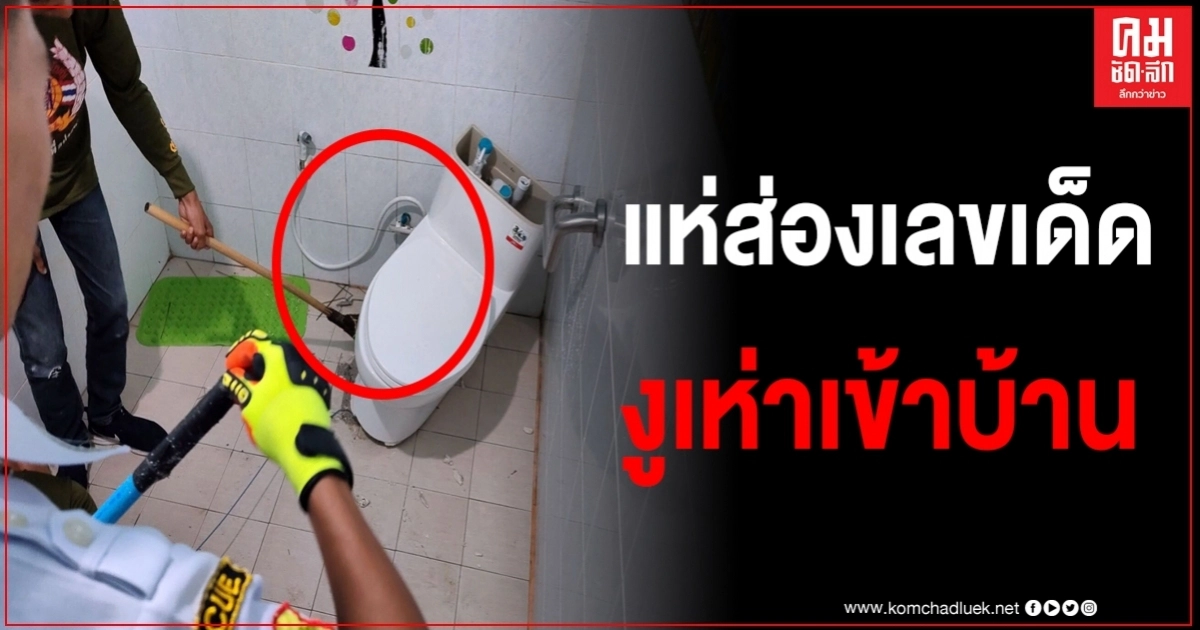ชาวบ้านแห่ส่องเลขเด็ด งูเห่าเข้าบ้านตา ขดตัวอยู่ใต้โถส้วมนานจนวางไข่ ชาวบ้านแห่ส่องเลขเด็ด งูเห่าเข้าบ้านตา ขดตัวอยู่ใต้โถส้วมนานจนวางไข่