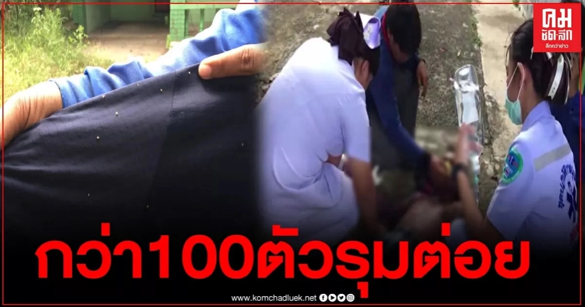 ผึ้งหลวงไม่ทนเสียงเครื่อง กว่า 100 ตัวรุมต่อยลุง 54 ขณะตัดหญ้า ผึ้งหลวงไม่ทนเสียงเครื่อง กว่า 100 ตัวรุมต่อยลุง 54 ขณะตัดหญ้า