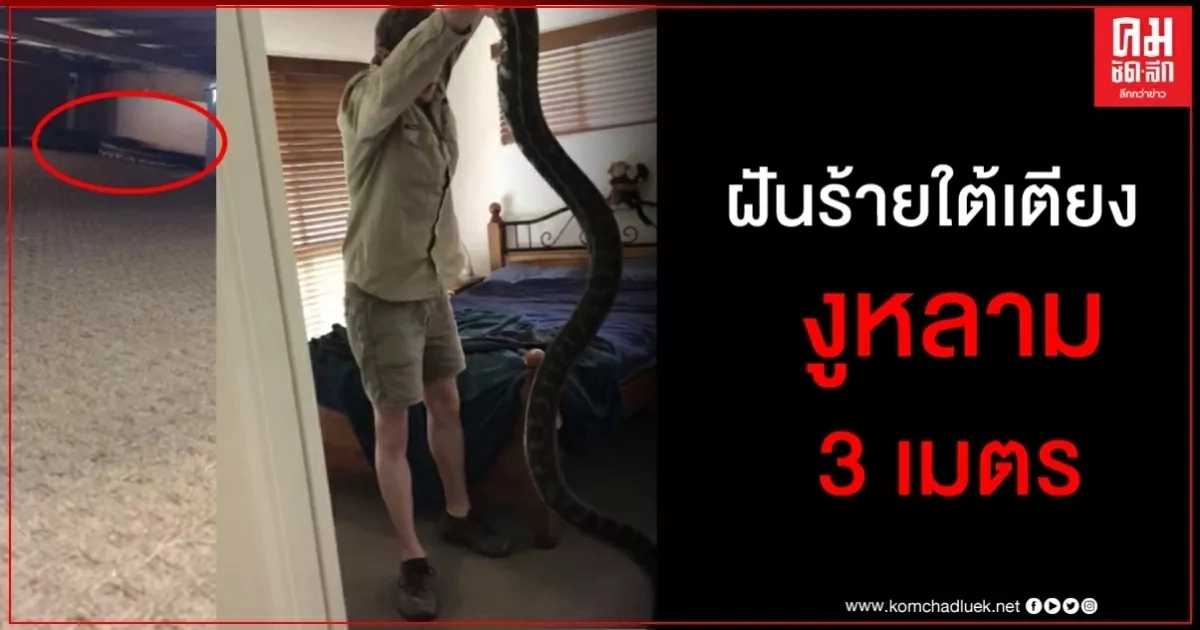 สามีภรรยาในควีนสแลนด์ผวา เจองูหลาม 3 เมตรซุกเงียบใต้เตียง (มีคลิป) สามีภรรยาในควีนสแลนด์ผวา เจองูหลาม 3 เมตรซุกเงียบใต้เตียง (มีคลิป)