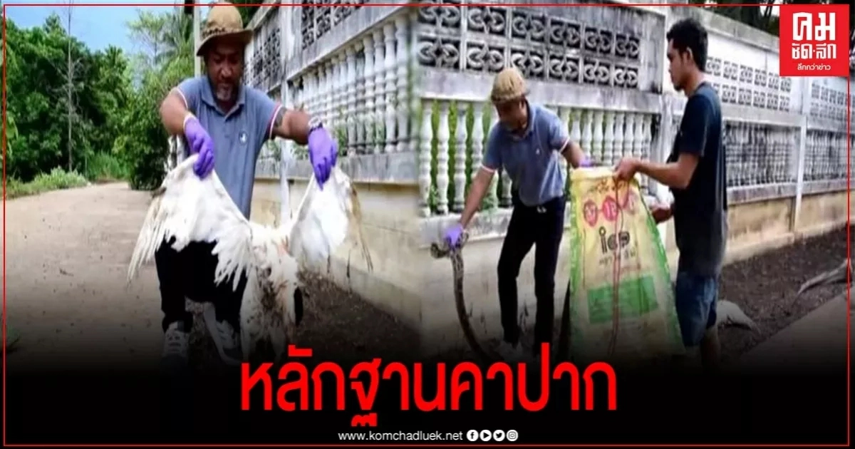 งูเหลือมแอบเขมือบห่าน สุดท้ายจนมุมติดอยู่กำแพงบ้าน งูเหลือมแอบเขมือบห่าน สุดท้ายจนมุมติดอยู่กำแพงบ้าน