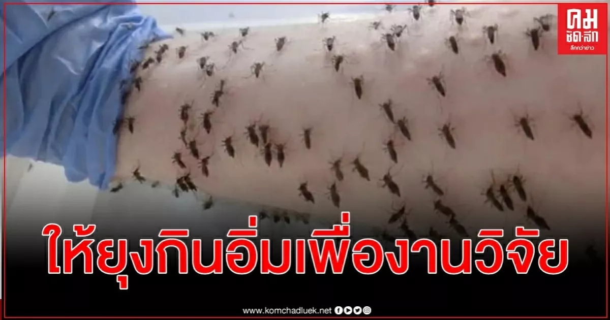 นักวิทยาศาสตร์ออสเตรเลียให้ยุงลายหลายพันตัวดูดเลือดเพื่อการวิจัยควบคุมโรค นักวิทยาศาสตร์ออสเตรเลียให้ยุงลายหลายพันตัวดูดเลือดเพื่อการวิจัยควบคุมโรค