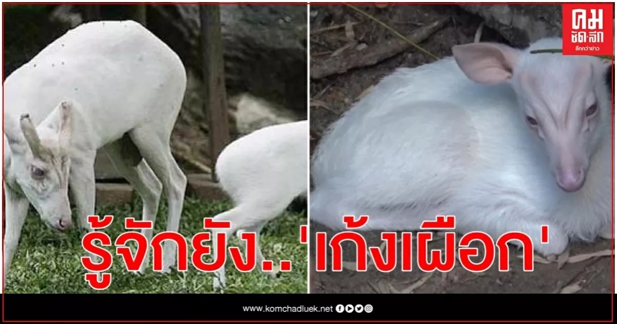รู้จัก'เก้งเผือก'พระราชทาน รู้จัก'เก้งเผือก'พระราชทาน