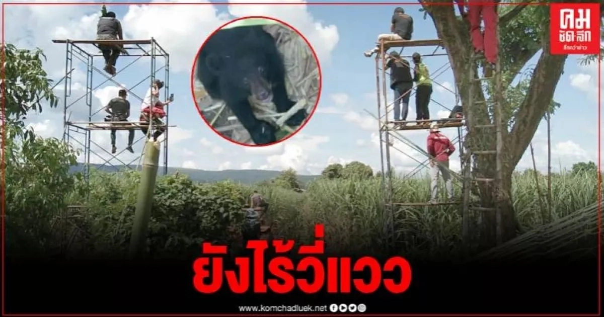 เร่งกระชับวงล้อม ล่า 3 หมีหมาแม่ลูกอ่อนชัยภูมิ หวังจับให้ได้วันนี้ เร่งกระชับวงล้อม ล่า 3 หมีหมาแม่ลูกอ่อนชัยภูมิ หวังจับให้ได้วันนี้