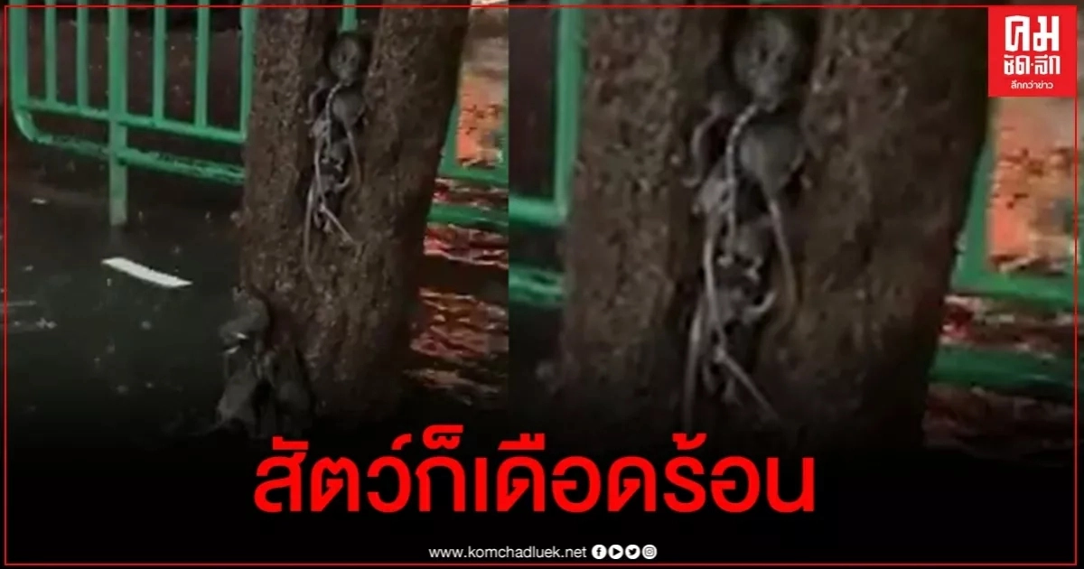 ขนลุกซู่ กองทัพหนูตัวเบิ้มเป็นสิบๆตัวปีนต้นไม้หนีน้ำท่วม กทม. ขนลุกซู่ กองทัพหนูตัวเบิ้มเป็นสิบๆตัวปีนต้นไม้หนีน้ำท่วม กทม.