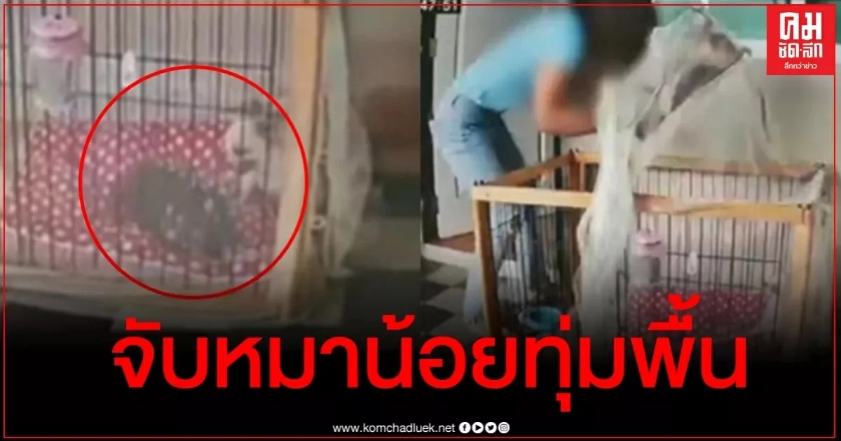 ทำน้องทำไม เผยคลิปสาวใจร้ายทุ่มหมาตัวน้อย แถมเอาไม้แขวนเสื้อฟาดไม่ยั้ง ทำน้องทำไม เผยคลิปสาวใจร้ายทุ่มหมาตัวน้อย แถมเอาไม้แขวนเสื้อฟาดไม่ยั้ง
