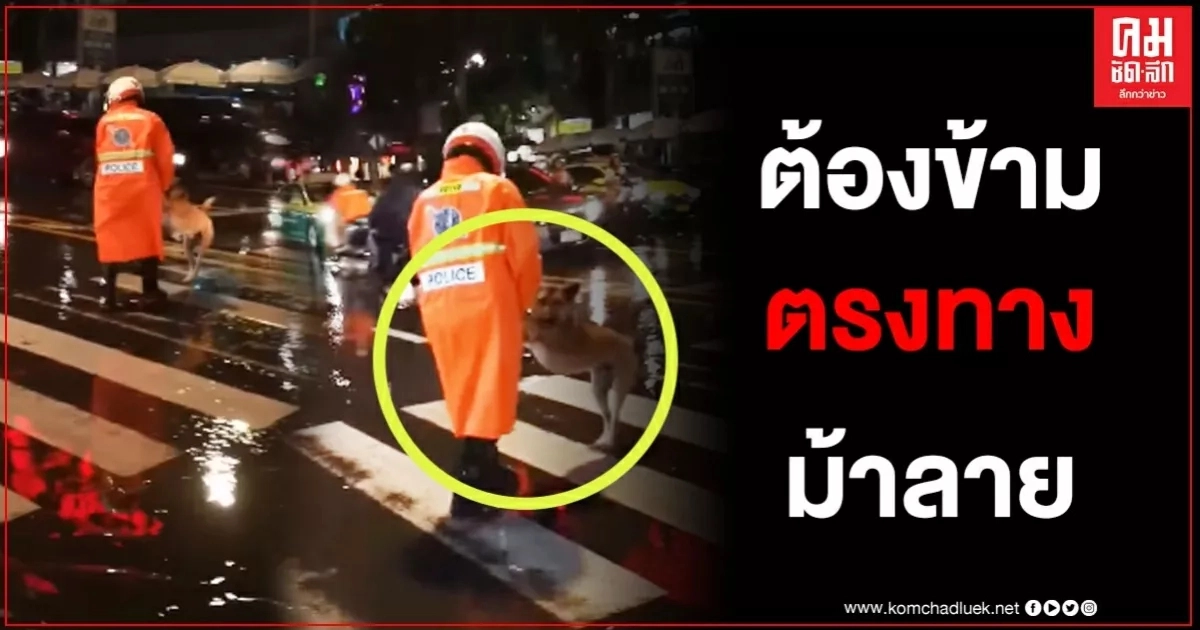 มาดูกัน เมื่อตำรวจจราจรรถก็ต้องโบก น้องหมาก็ต้องข้ามถนน บอกเลยทำถูกกฎจราจรเป๊ะๆ มาดูกัน เมื่อตำรวจจราจรรถก็ต้องโบก น้องหมาก็ต้องข้ามถนน บอกเลยทำถูกกฎจราจรเป๊ะๆ