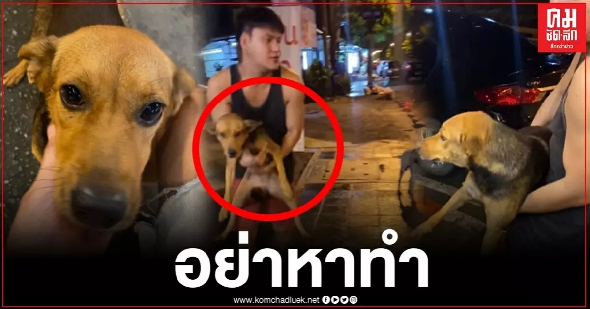 หนุ่มไปกินร้านหมูกระทะ ดังเพียงข้ามคืน หลังทำเรื่องสุดฮา อุ้มสุนัขกลับบ้านไปนอนด้วย หนุ่มไปกินร้านหมูกระทะ ดังเพียงข้ามคืน หลังทำเรื่องสุดฮา อุ้มสุนัขกลับบ้านไปนอนด้วย