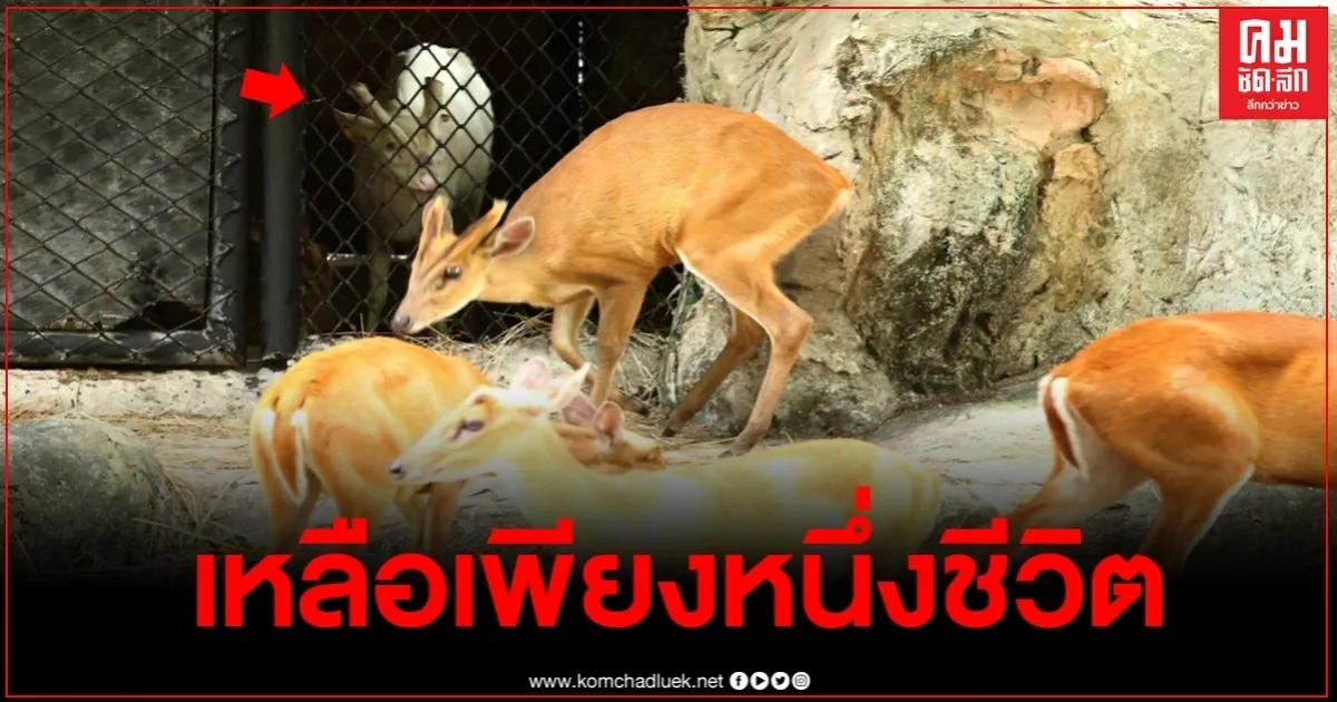 "เก้งเผือก" สวนสัตว์สงขลา หนึ่งชีวิตที่เหลืออยู่ท่ามกลางหมู่เก้งแดง "เก้งเผือก" สวนสัตว์สงขลา หนึ่งชีวิตที่เหลืออยู่ท่ามกลางหมู่เก้งแดง