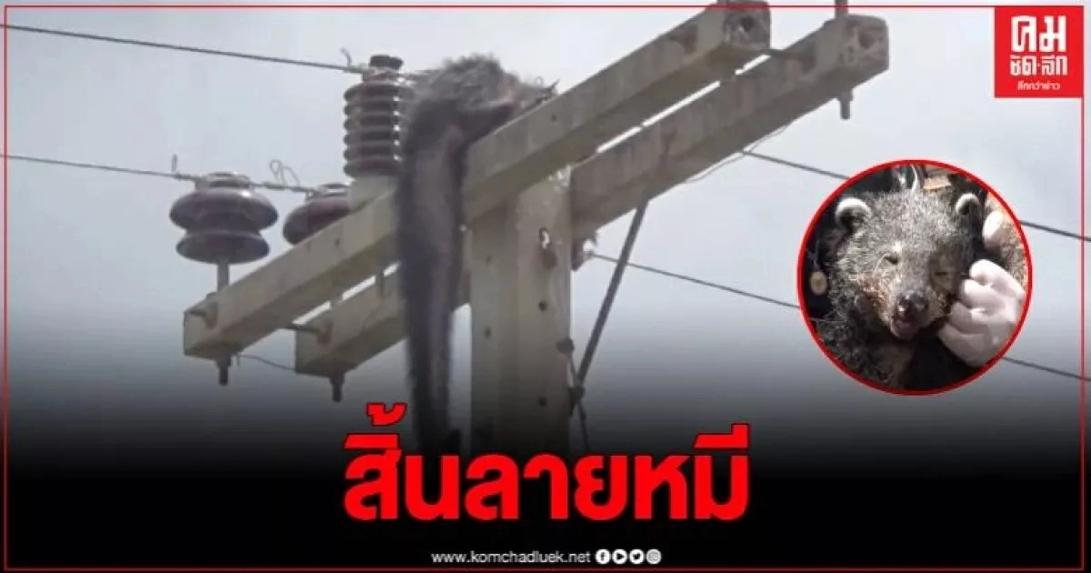 อนาถ หมาไล่กัดหมีปีนเสาไฟหนีหมา โดนไฟฟ้าแรงสูงช็อตดับ อนาถ หมาไล่กัดหมีปีนเสาไฟหนีหมา โดนไฟฟ้าแรงสูงช็อตดับ