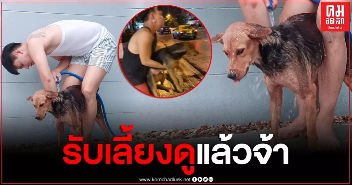 หนุ่มพาสุนัขกลับบ้าน ไปนอนกอด ล่าสุดรับเลี้ยงแล้ว "น้องหมูทะ" ชาวเน็ตแห่ดีใจ หนุ่มพาสุนัขกลับบ้าน ไปนอนกอด ล่าสุดรับเลี้ยงแล้ว "น้องหมูทะ" ชาวเน็ตแห่ดีใจ