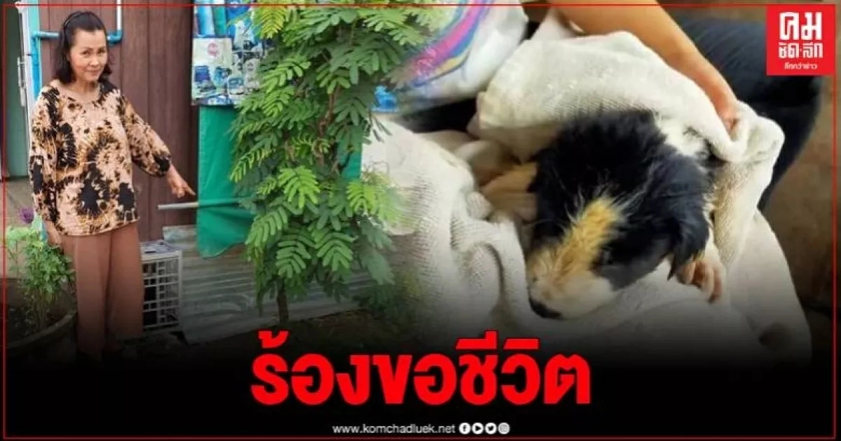 กู้ภัยเร่งช่วยลูกสุนัข 5 ตัวหนีน้ำท่วม หลังแม่สุนัขแอบมาคลอดลูกอยู่ใต้ถุนบ้าน