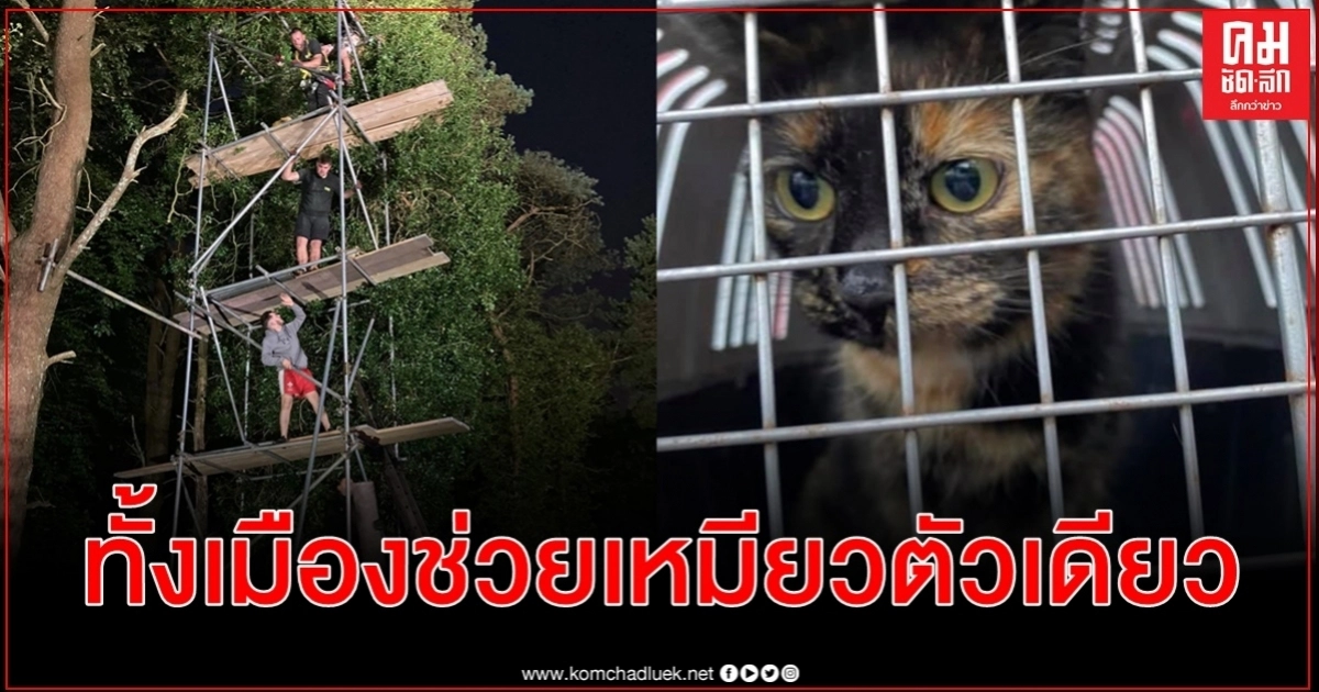 แมวตัวเดียวติดบนต้นไม้ กลายเป็นปฏิบัติการกู้ภัยใหญ่โตของคนทั้งเมือง 4 วันเต็ม แมวตัวเดียวติดบนต้นไม้ กลายเป็นปฏิบัติการกู้ภัยใหญ่โตของคนทั้งเมือง 4 วันเต็ม