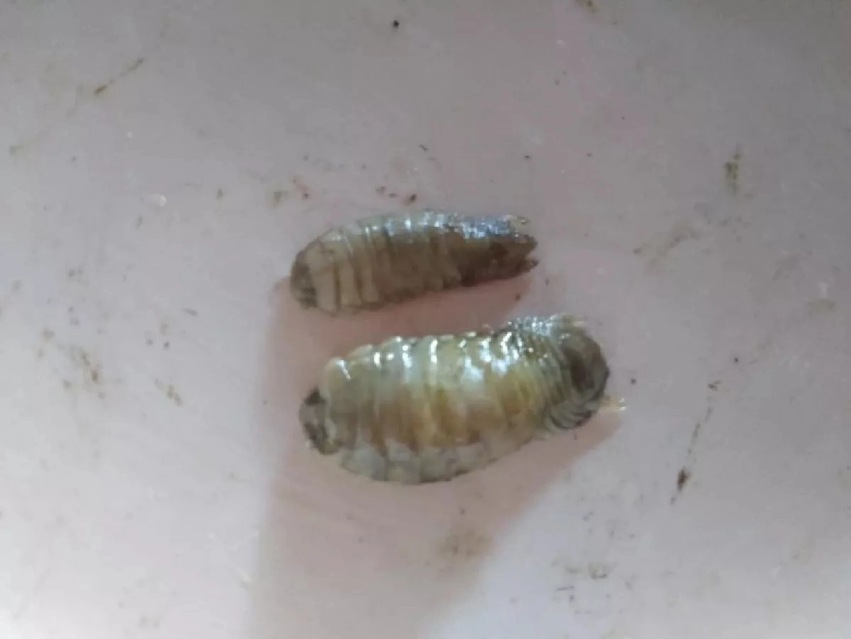 หมอแล็บฯ ไขข้อสงสัย สัตว์ประหลาดในปากปลาทูเห็นแล้วชวนขนลุก