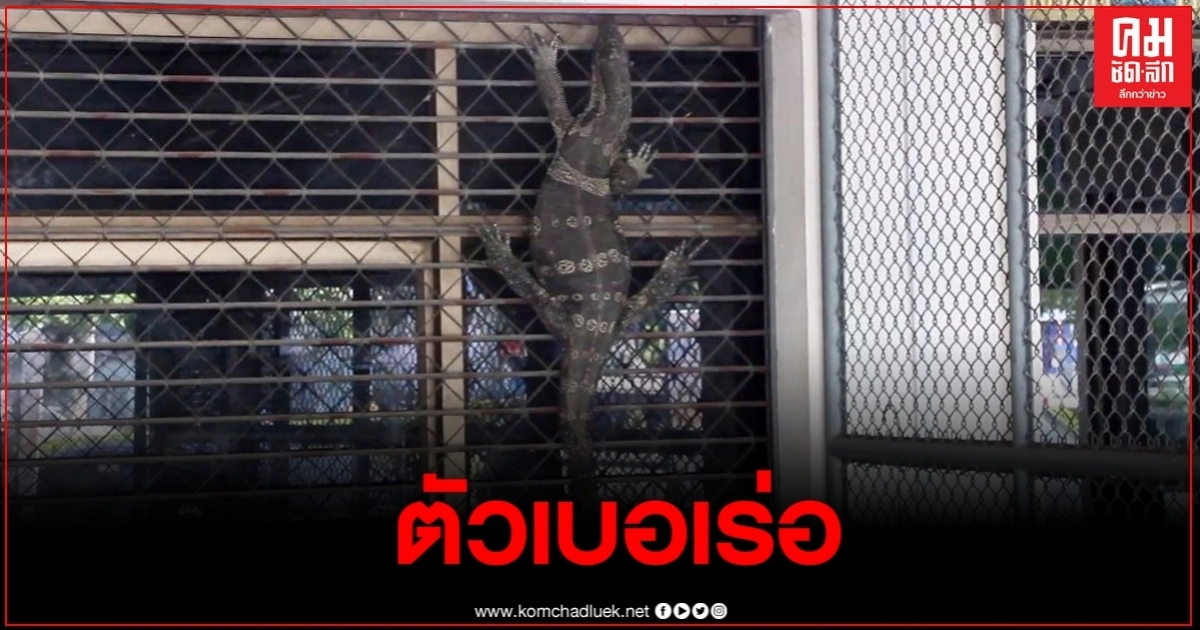 ตัวเงินตัวทอง บุกร้านขายอาหารแมว หวังเขมือบแมว ตัวเงินตัวทอง บุกร้านขายอาหารแมว หวังเขมือบแมว