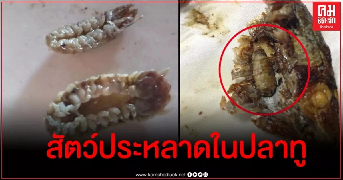 หมอแล็บฯ ไขข้อสงสัย สัตว์ประหลาดในปากปลาทูเห็นแล้วชวนขนลุก