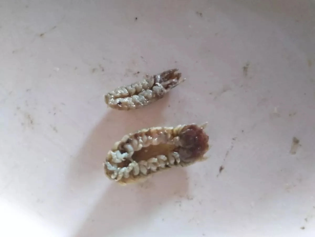 หมอแล็บฯ ไขข้อสงสัย สัตว์ประหลาดในปากปลาทูเห็นแล้วชวนขนลุก