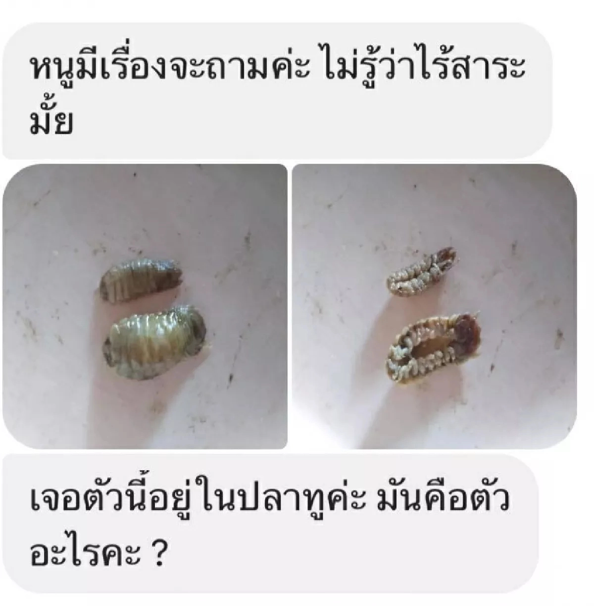 หมอแล็บฯ ไขข้อสงสัย สัตว์ประหลาดในปากปลาทูเห็นแล้วชวนขนลุก