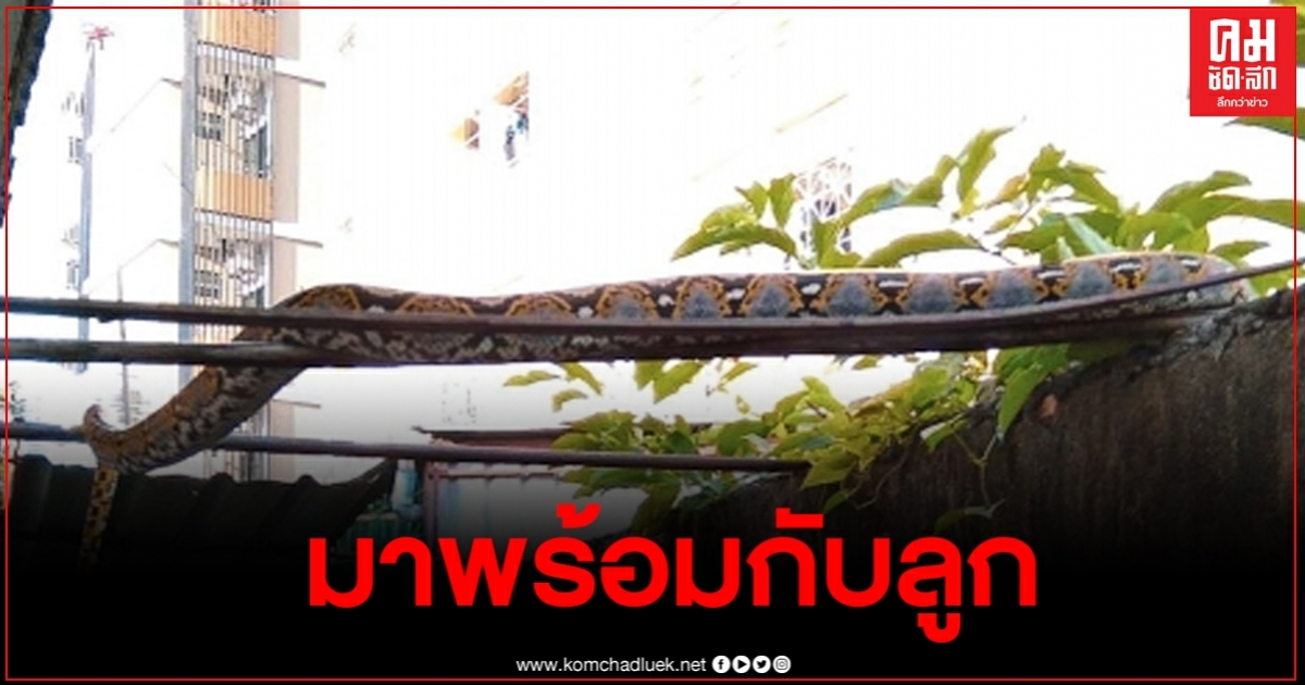 สุดสะพรึงเหลือมยักษ์เลื้อยพาดและนอนบนราวตากผ้าพร้อมลูก สุดสะพรึงเหลือมยักษ์เลื้อยพาดและนอนบนราวตากผ้าพร้อมลูก